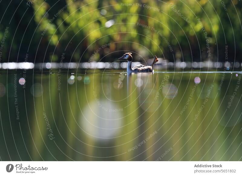 Ein einsamer Haubentaucher schwimmt auf einem See umgeben von Laub im weichen Morgenlicht vor grünem Hintergrund einsiedlerisch Schwimmer goldene Reflexe