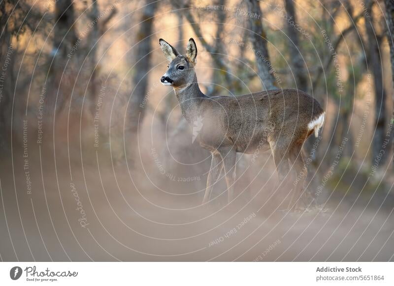 Fesselndes Bild eines Rehs in einem nebligen Wald Nebel Natur Tierwelt Gelassenheit wach schemenhaft ätherisch Hintergrund natürlich Umgebung ruhig im Freien