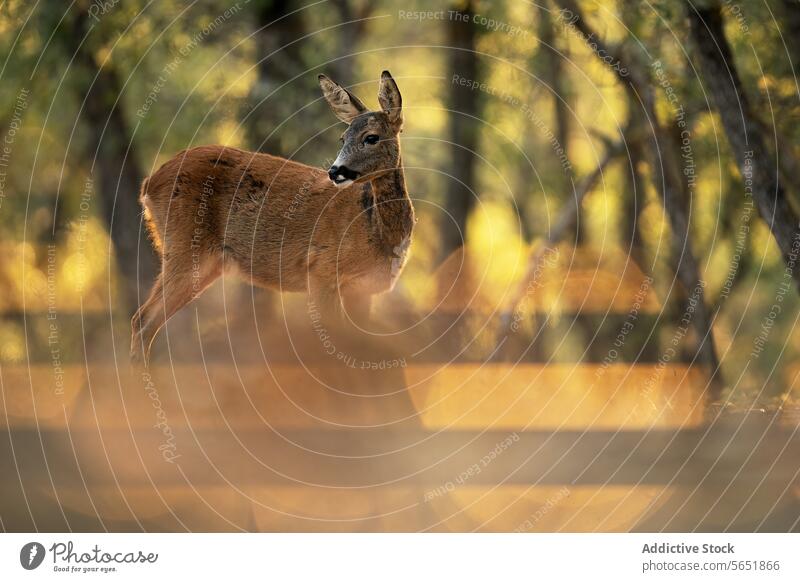 Gelassenes Rehwild in einer ruhigen Waldumgebung Sonnenlicht Gelassenheit Tierwelt Natur Säugetier Wälder getupft golden Einsamkeit Fauna Umwelt Lebensraum