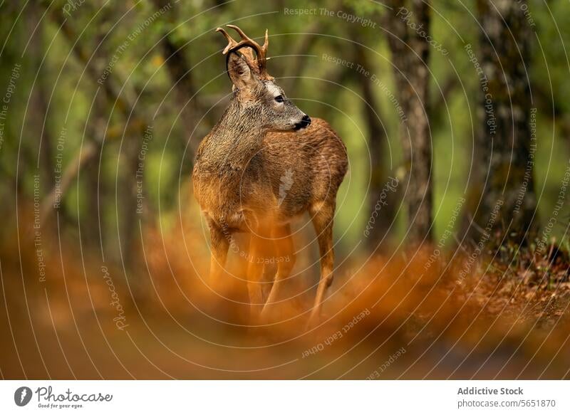 Einsames Reh auf einer Waldlichtung Herbst Tierwelt Natur Gelassenheit Geweih einsiedlerisch Wälder Säugetier Stehen Laubwerk braun ruhig Lebensraum Wildnis