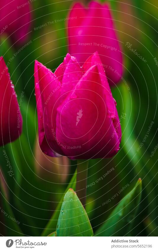 Nahaufnahme von magentafarbenen Blütentulpen mit Wassertropfen vor einem unscharfen grünen Hintergrund in den Niederlanden Tulpe Blume Blütenblatt Blütezeit