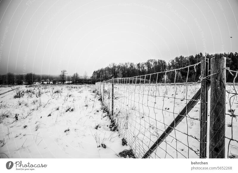 gefrorene zeit Schneedecke Schneelandschaft Winterspaziergang Winterstimmung Wintertag Kälte kalt weiß Schneefall Winterlandschaft Frost Raureif frieren Natur