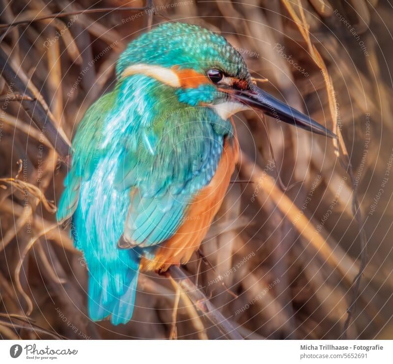 Eisvogel am Seeufer Auge Schnabel flügel Alcedo atthis Kopf Federn Gefieder Flügel Porträt Tierporträt Wildtier Vogel Natur Zweige u. Äste strahlen leuchtend