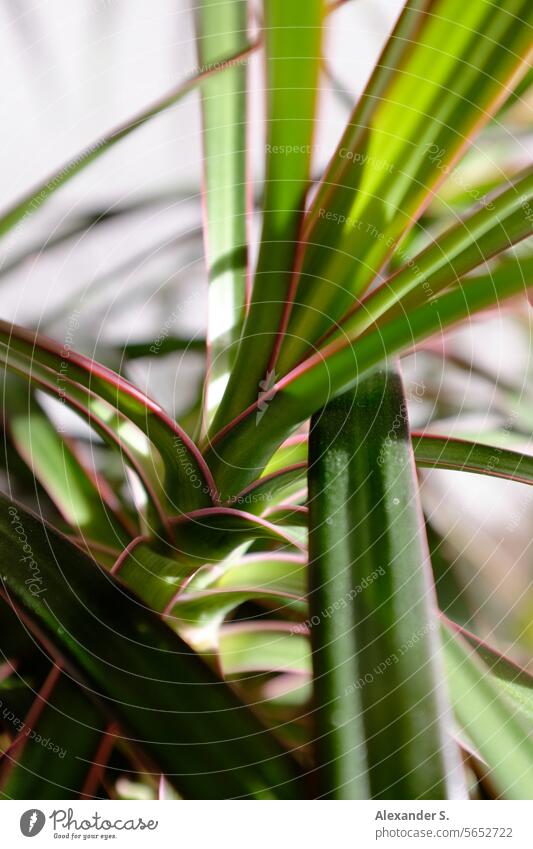 Grüne Blätter einer Zimmerpflanze grüne Blätter Blatt Pflanze Botanik Dekoration & Verzierung botanisch Natur Garten Detailaufnahme Topfpflanze Unschärfe