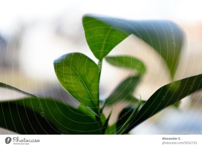 Grüne Blätter einer Zimmerpflanze grüne Blätter Blatt Pflanze Botanik Dekoration & Verzierung botanisch Natur Garten Detailaufnahme Topfpflanze Unschärfe