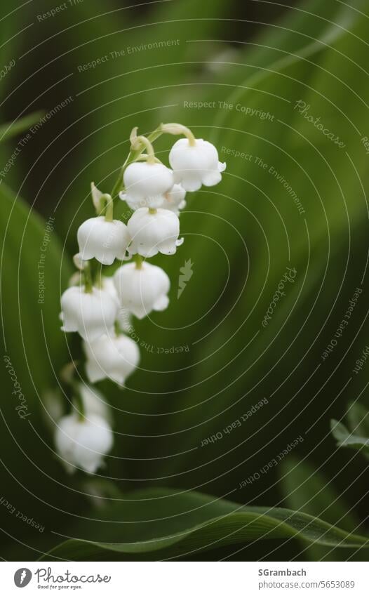 Maiglöckchen mit unscharfem Hintergrund Frühling Convallaria majalis Blume Nahaufnahme Frühblüher grün weiß Farbfoto Außenaufnahme schön giftig Natur