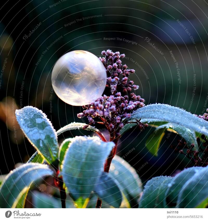 Seifenblase mit Eiskristallen Winter Winterspaß gefroren Frost Kristalle Pflanze Kleinstrauch Skimmie Raureif Blüte Blätter Lichteinfall Blütenknospen