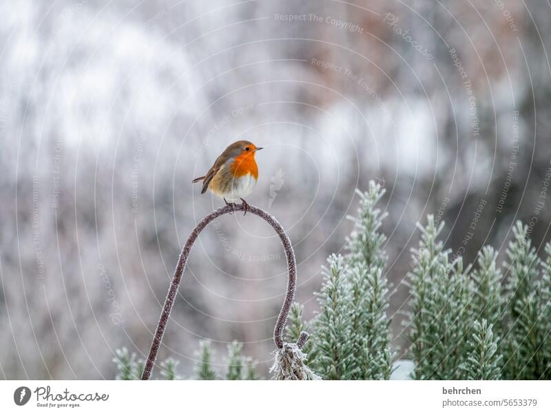 weil es die kleinen dinge sind, die zählen! Wintertag winterlich Winterzeit Winterstille Winterstimmung Märchenhaft Tierwelt kalt Schnee Singvogel Tierschutz