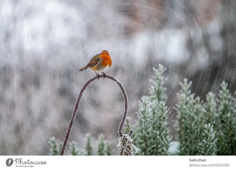 r wie ... | rotkehlchen Wintertag winterlich Winterzeit Winterstille Winterstimmung Tierschutz Singvogel Schnee kalt Tierwelt Märchenhaft klein Vogel niedlich