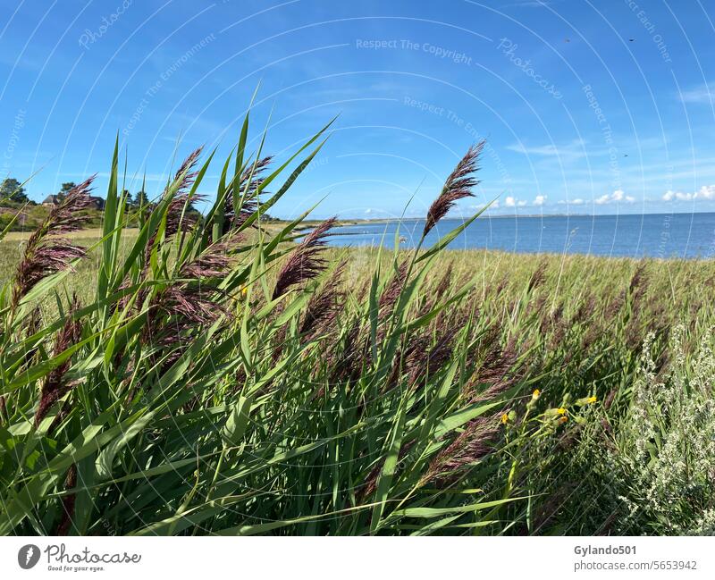 Schilfgras an der Wattenmeerküste der Nordseeinsel Sylt schilfgras Schilfrohr Insel Küste Deutschland Schleswig-Holstein Meer Naturschutzgebiet