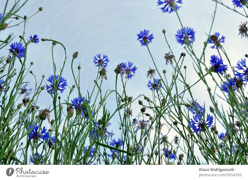 Sommerimpression. Kornblumen am Feldrand recken sich dem Himmel entgegen. Kornblumenblau Wildpflanze Blume Blüte Außenaufnahme Blühend Froschperspektive