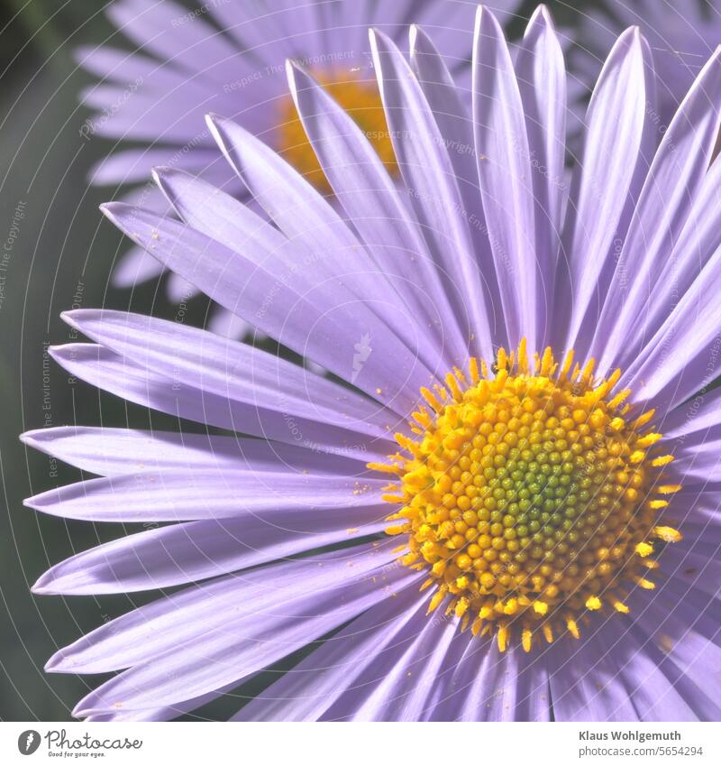 Blau blühende Astern blau Korbblütler Blume Herbst Außenaufnahme Blüte Makroaufnahme Nahaufnahme Garten Unschärfe gelb