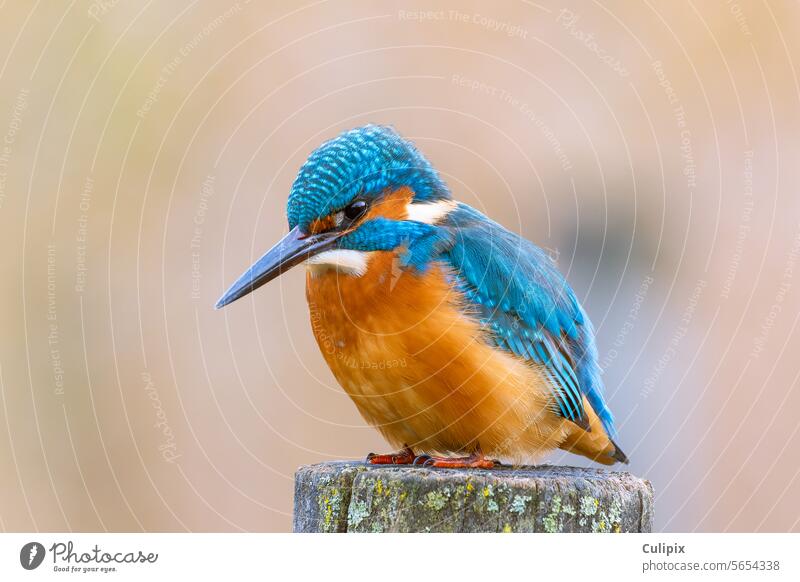 Eisvogel (Alcedo atthis), Männchen auf seiner Ansitzwarte, Stuttgart, Baden-Württemberg, Deutschland, Europa Vogel Tier Außenaufnahme Wildtier Farbfoto