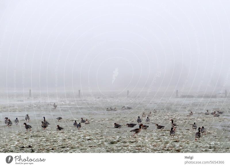 Wildgänse bei Frost und Nebel auf einer vereisten Wiese Gans Wildgans viele Winter Eis Kälte kalt Ochsenmoor nebelig frostig Futtersuche hungrig gefroren