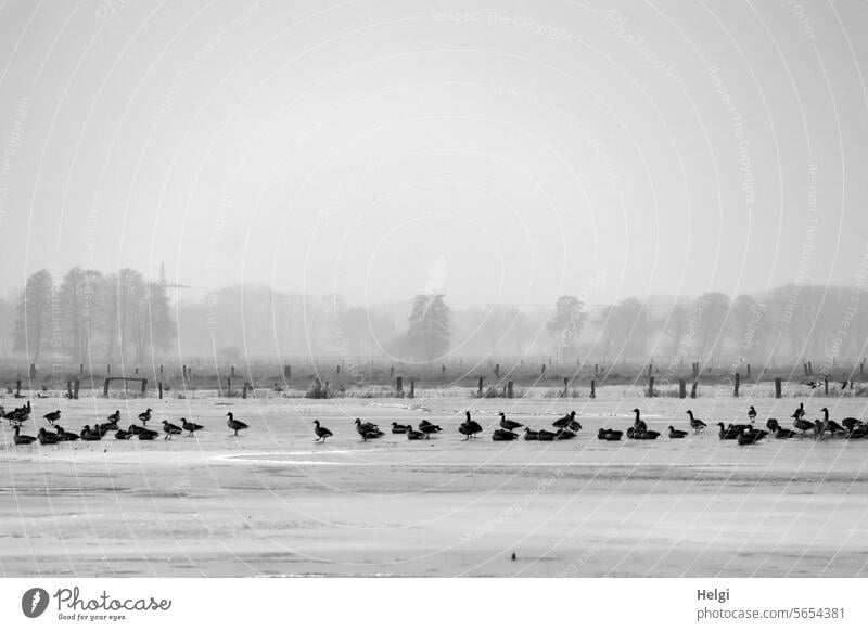 eiskalter Winter Gänse Wildgänse Landschaft Frost Kälte Wiese überschwemmt gefroren Eis Eisfläche Hunger hungrig Natur Nebel Moorlandschaft Ochsenmoor Baum