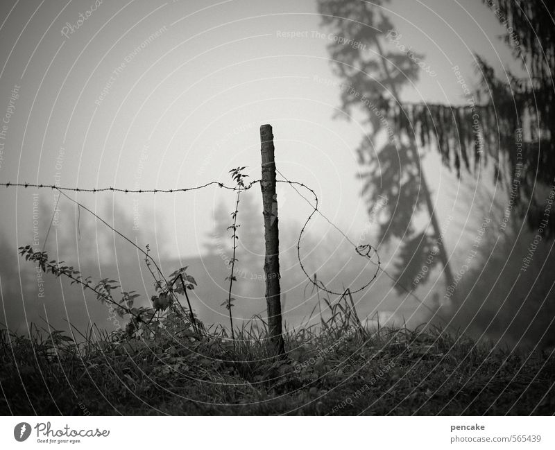 im umbruch Umwelt Natur Landschaft Urelemente Herbst Nebel Baum Gras Sträucher Feld Wald Haus Bauernhaus Zeichen Senior geheimnisvoll Gelassenheit