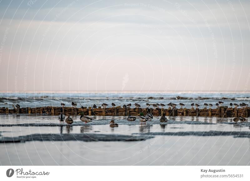 An einer Lahnung Schnepfen Vögel Sylt Nordseeinsel Insel Schleswig Holstein Außenaufnahme Nordseeküste Deutschland Schleswig-Holstein Natur Insel Sylt