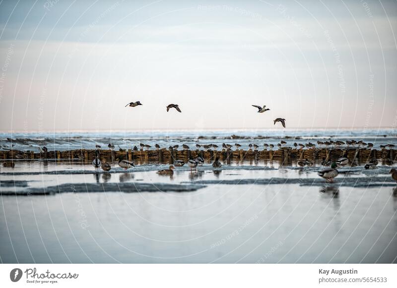 Enten und Schnepfenvögel Außenaufnahme Landschaft Farbfoto Ferien & Urlaub & Reisen Küste Natur Himmel Nordsee Nordseeküste Meer Am Wattenmeer Rotschenkel