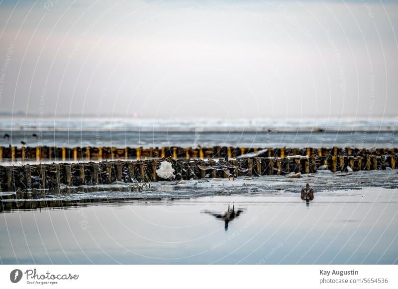 Enten im Wattenmeer Natur Sylt Nordseeküste Naturschutzgebiet Landschaft Nordseeinsel Insel Insel Sylt Schleswig Holstein Nationalpark Wattenmeer Außenaufnahme