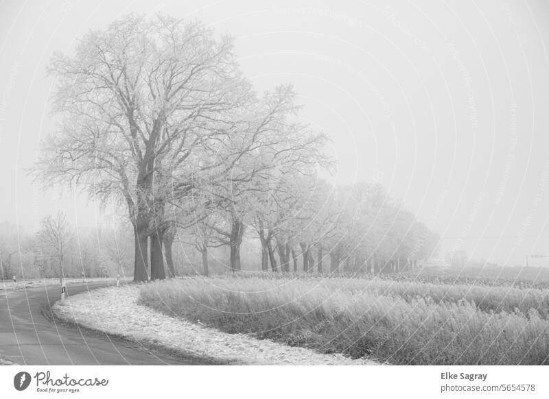 Winterstimmung in der Kurve einer Landstrasse Schnee Wintertag winterlich kalt weiß Wintereinbruch Landschaft frieren Wetter Kälte Außenaufnahme