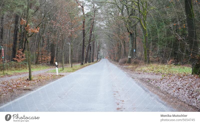 Strasse zum Ende der Welt Straße Verkehrswege Asphalt grau Linie Schilder & Markierungen Fahrbahnmarkierung Straßenverkehr Wege & Pfade Menschenleer