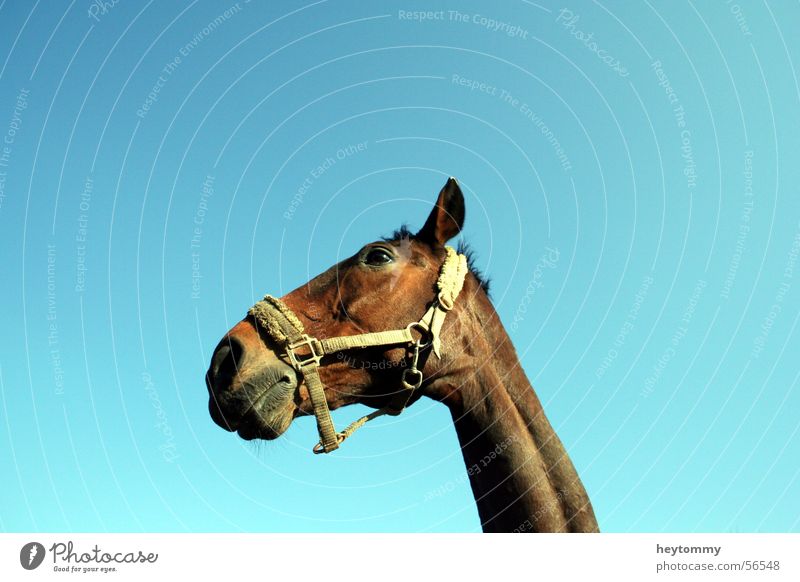 Hoppe, hoppe Reiter.. Pferd Tier Aachen braun Reittier Freizeit & Hobby Säugetier Unpaarhufer Zugtier kutschieren sprengen springen laufen Himmel blau zügel