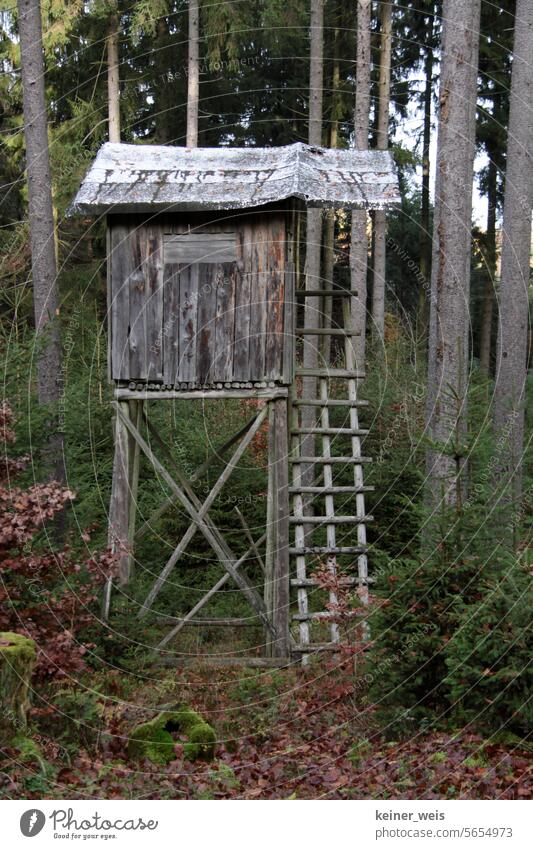 Hochsitz für die Jagd im Wald im Jagdsitz des Adels Hochstand Privileg Bäume jagen Natur Wildjagd Landschaft Bau Beobachtungsstand Leiter Jagdhütte Tannen