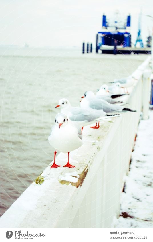 Möwe Umwelt Natur Tier Wasser Winter Klima Schönes Wetter Wind Eis Frost Schnee Küste Seeufer Strand Nordsee Ostsee Meer Bach Fischerdorf Hafenstadt