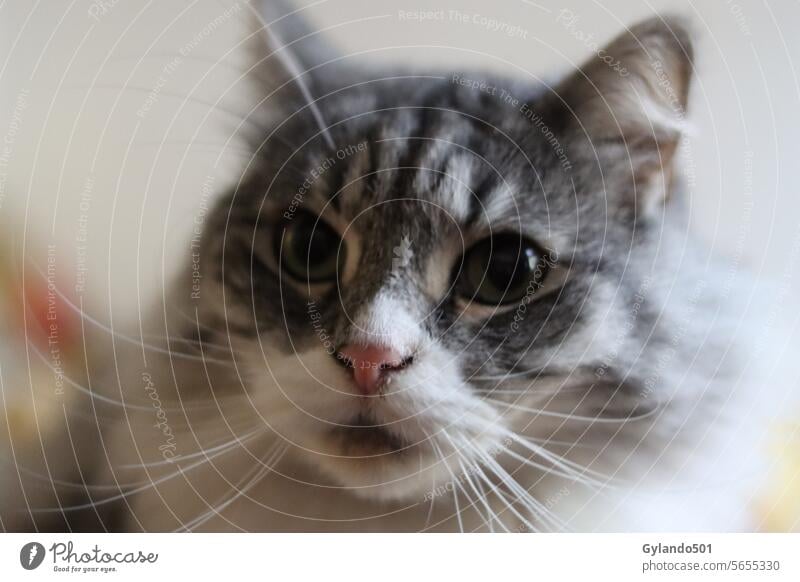 Neugierige Katze beobachtend Auge Ohren anschauend grün Porträt Gesicht Tabby pelzig katzenhaft heimisch Haustier niedlich Fell schön Tier weiß grau fluffig