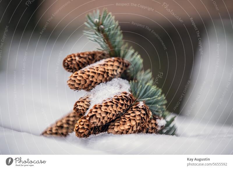 Zapfen der Blau-Fichte Zapfenschuppen Stech Fichte Fichten Schnee Winter Natur Nahaufnahme Eiskristalle Kälte Frost Winterzeit Frostig Tannenzweig Jahreszeit