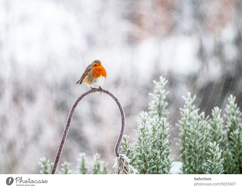 herzchen Ornithologie Außenaufnahme Winter Jahreszeiten Garten niedlich Vögel Umwelt Rotkehlchen hübsch Tierliebe Vogel Farbfoto Natur Tierporträt Singvögel