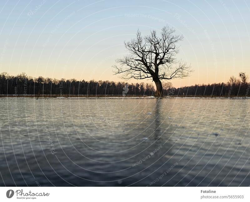 Ein kahler Baum steht auf einer Wiese. Es ist Winter, die Wiese ist überflutet und durch die Kälte der letzten Tage zugefroren. kalt Bäume Wald Eisfläche Frost