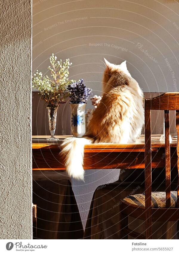 Neugierig sitzt meine Katze auf dem Tisch und schaut, wie es meinen Blumen in den Vasen geht. Sie sind mittlerweile vertrocknet, sind aber noch sehr dekorativ.