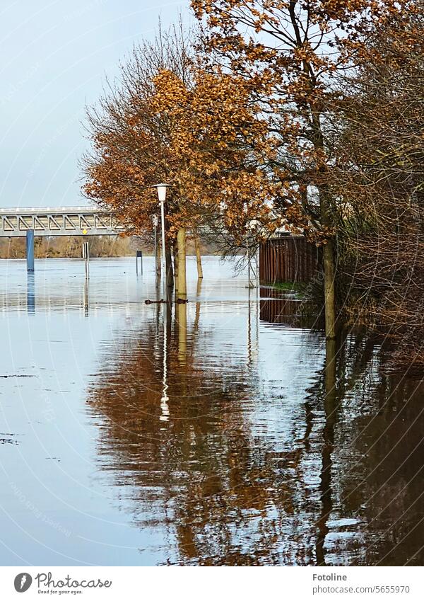 Hochwasser an der Elbe. Das Wasser ist nicht aufzuhalten. Fluss Überschwemmung Klimawandel Überflutung Flutkatastrophe Naturkatastrophe nass Extremwetter Bäume