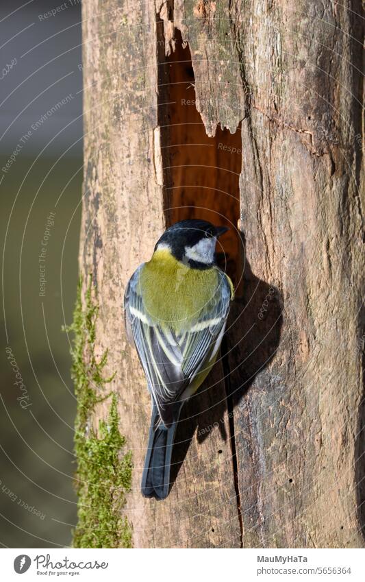 Kohlmeise Vogel Natur Tier Wildtier Wildvogel Farbfoto Feder wild 1 Morgen Tierwelt Baum grün gelb Florida braun