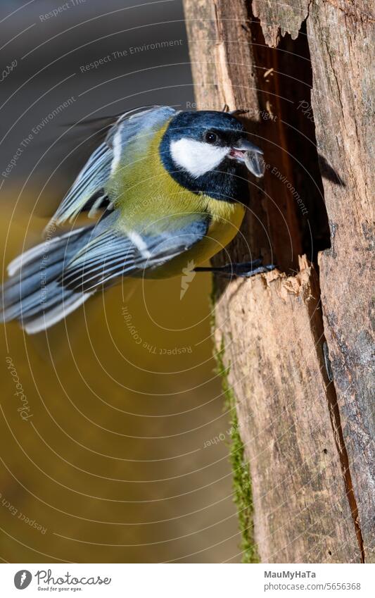 Kohlmeise Titte Vogel Wald Winter Natur Baum Tier Flügel Lebensmittel klein Singvogel Fliege Vogelfütterung Federn Niederlassungen Farbfoto Landschaft