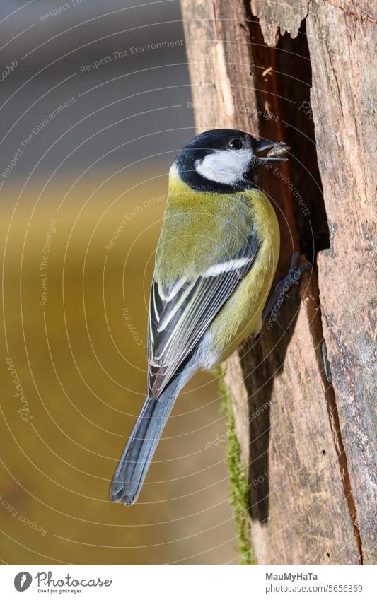 Kohlmeise im Futterhaus Greifvogel Tier Wildtier Tierporträt Außenaufnahme Farbfoto Natur 1 Nahaufnahme Feder Tag Tiergesicht Blick wild