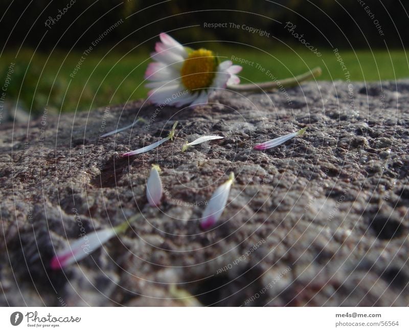 Sie liebt mich,... Gänseblümchen Hoffnung Partnerschaft Fragen Orakel gelb weiß grün Blatt gerupft kaputt Blüte Blume Tier Frühling Margerite Maria Heilpflanzen