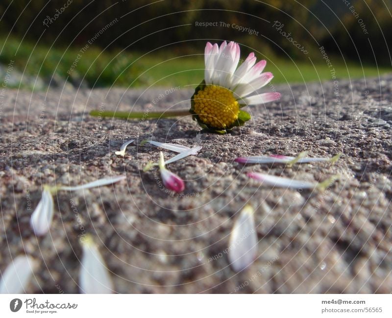 ...von Herzen, Gänseblümchen Hoffnung Partnerschaft Fragen Orakel gelb weiß grün Blatt gerupft kaputt Blüte Blume Tier Frühling Margerite Maria Heilpflanzen