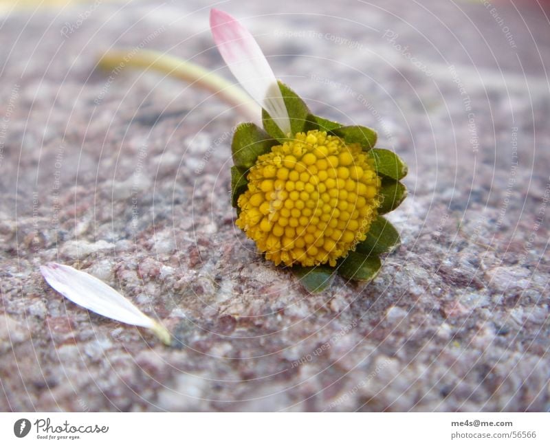 ...mit Schmerzen, Gänseblümchen Hoffnung Partnerschaft Fragen Orakel gelb weiß grün Blatt gerupft kaputt Blüte Blume Tier Frühling Margerite Maria Heilpflanzen