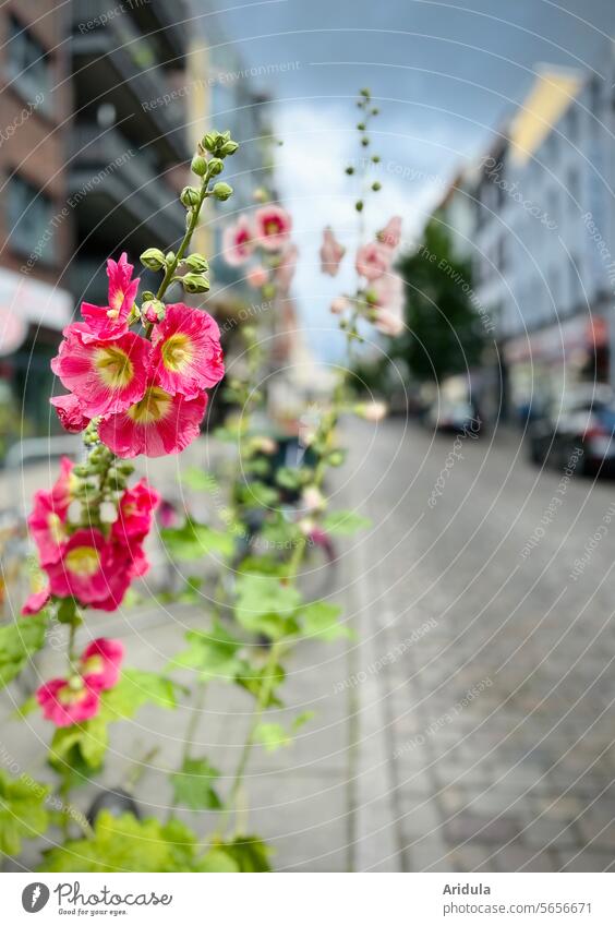 Stockrosen am Straßenrand Stadt Häuser Altbau Blume Stadtbegrünung Gebäude Sommer Kopfsteinpflaster Gehweg Fußweg Fassade Architektur Bauwerk Haus Blüten