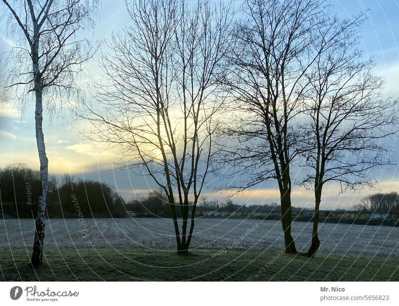 junge Bäumchen Bäume Natur Baum Pflanze Umwelt Landschaft Wachstum kleiner Baum junger baum Winter Birke Feld Ackerbau Himmel Landwirtschaft Äste und Zweige