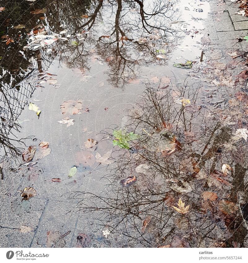 Gespiegelt wird das Wetter auch nicht besser Pfütze Regen Schlechtes Wetter Spiegelung Bäume Blätter kahl Reflexion & Spiegelung nass Wasser Regenwetter Herbst