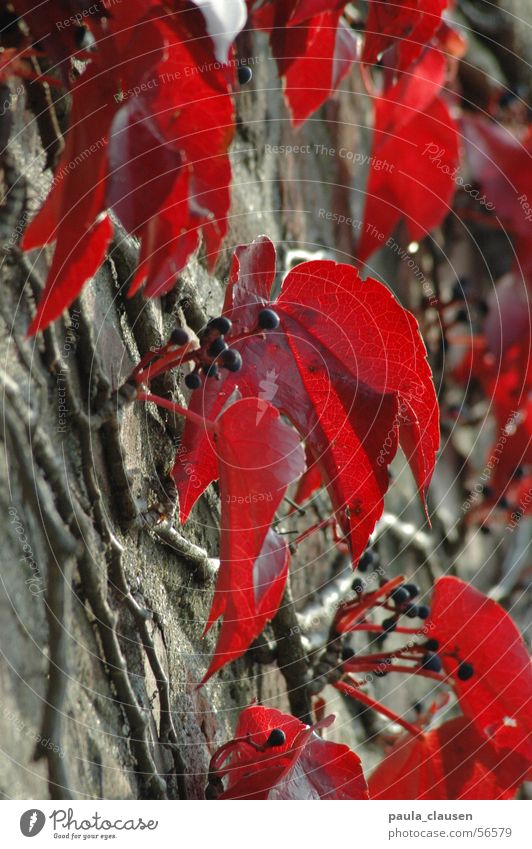 Weinlaub Herbst Mauer Weinblatt rot Blatt Unschärfe Winter Wilder Wein Sonntag Wurzel Ast Beeren Sonne sonntag nachmittag Spaziergang Traurigkeit