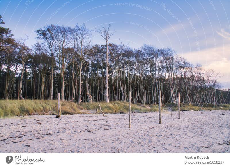 An der Ostseeküste. Wald, hinter den Dünen am Sandstrand. Natur Strand MEER Meer winken reisen blau Spaziergang Landschaft romantisch Küste Weststrand