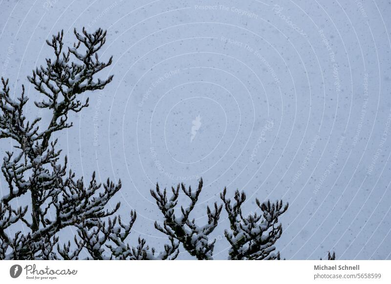 Schneefall über einer Magnolie Winter kalt weiß Schneeflocken Winterstimmung winterlich Wintertag Schneegestöber Flockenwirbel Kälte schneien Wetter