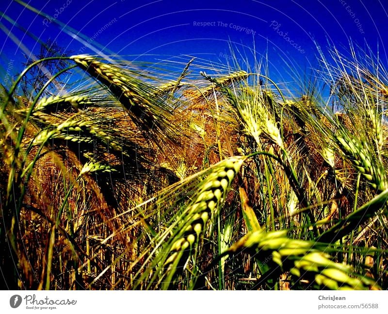 Titellos Getreide Landschaft Feld blau gelb Weizen Ebene Niederrhein stechend Feldarbeit Gerste Ähren corn Ernte Amerika blue Blauer Himmel mehrfarbig Tag