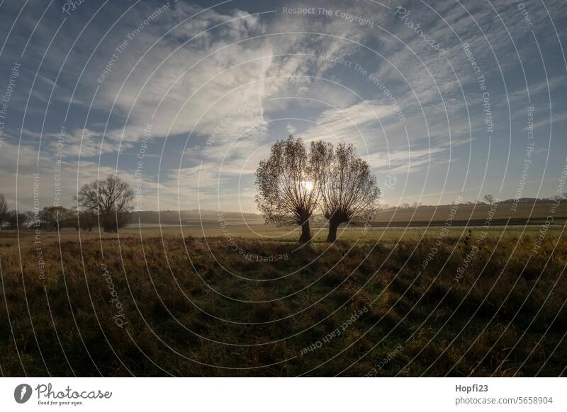 Kopfweiden in der Morgensonne Baum Natur Landschaft Winter kalt Außenaufnahme Menschenleer Umwelt Tag Farbfoto Pflanze Himmel blau Licht Schatten Sonnenlicht