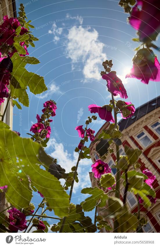 Blick durch Stockrosen in den sommerlichen Stadthimmel Sommer Blume Sommerblume Häuser Straße Altbau Stadtbegrünung Gebäude Fassade Architektur Bauwerk Haus