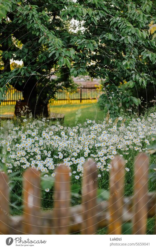 Foto eines Frühlingsgartens mit blühenden Blumen und grünen Bäumen im Hintergrund, beleuchtet von den Strahlen der aufgehenden Sonne Unschärfe Stimmungsbild